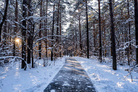 Scenery of Jingyuetan National Forest Park in Changchun, China after snowの写真素材