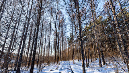 Forest landscape of Jingyuetan National Forest Park in Changchun, China after snowの写真素材