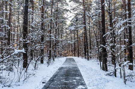 Forest landscape of Jingyuetan National Forest Park in Changchun, China after snowの写真素材