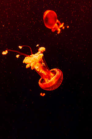 jellyfish swimming in sea waterの写真素材