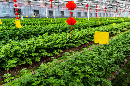 Celeryの写真素材