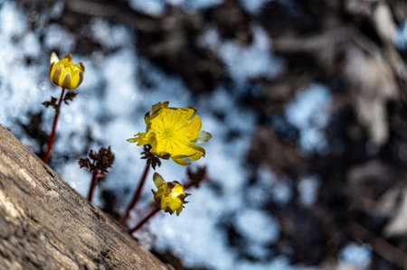 Early spring blooming ice flowers