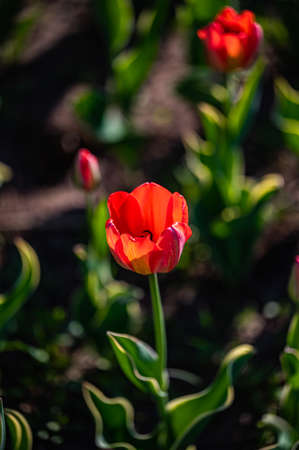 blooming tulipsの写真素材