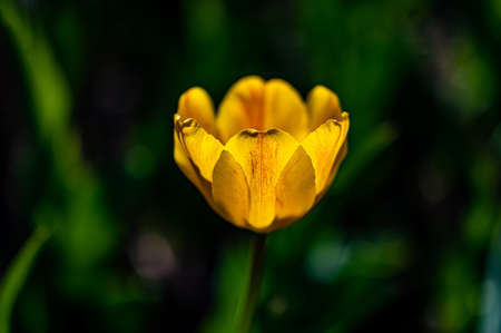 blooming tulips