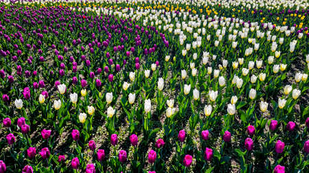 blooming tulipsの写真素材