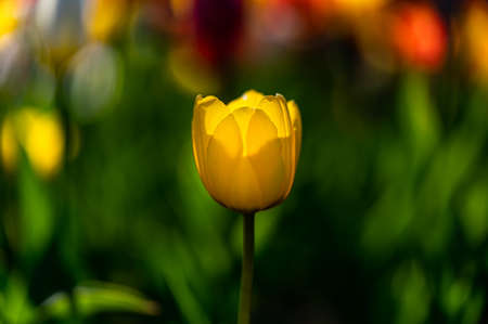 blooming tulipsの写真素材