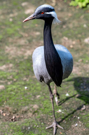 A beautiful Anthropoides virgoの写真素材
