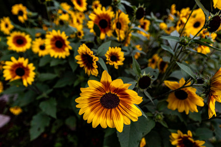 black-hearted coneflower in summer