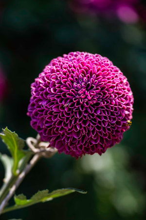Chrysanthemums blooming in autumnの写真素材