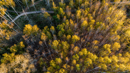 Birch forest landscape in autumn in Nanhu Park, Changchun, China