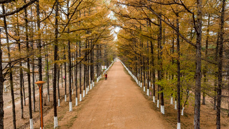 Golden Avenue - Autumn Landscape of Baimu Garden in Changchun, Chinaの写真素材