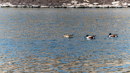Ducks swimming on the surface of the lake in the spring.の写真素材