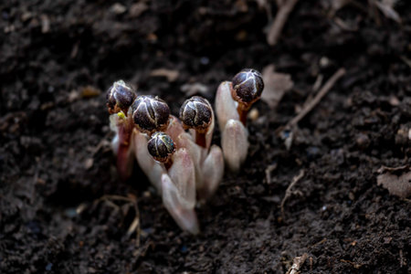 Sprouts of crocus growing in the ground, close up.の写真素材
