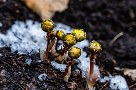 Sprouts of a plant in the snow. Early spring. Macroの写真素材