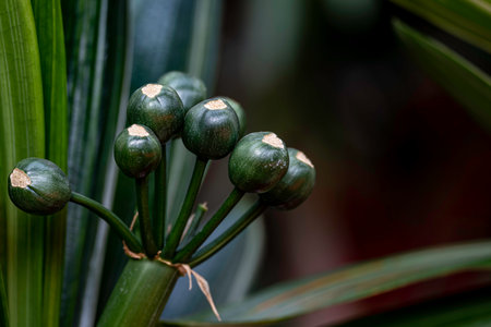 Close-up of green flower buds in a botanical garden.の写真素材