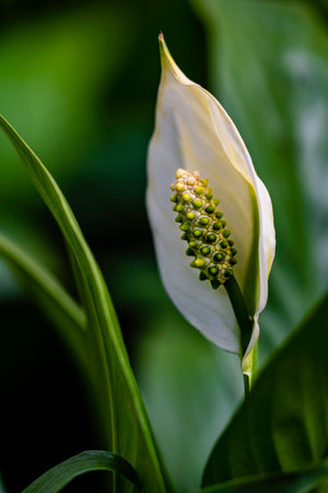blooming Spathiphyllum kochii flowerの写真素材