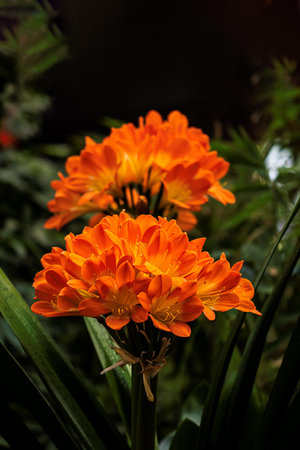 Beautiful orange flowers in the garden. Selective focus. Shallow depth of field.