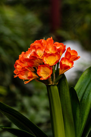 Beautiful orange gladiolus flower in the garden, stock photo