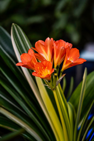 Beautiful orange flowers in the garden, Thailand. Shallow depth of fieldの写真素材