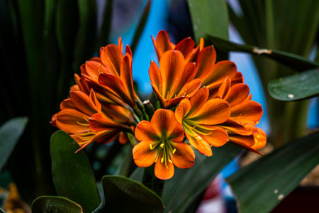Beautiful orange lily flowers in the garden. Close up.の写真素材