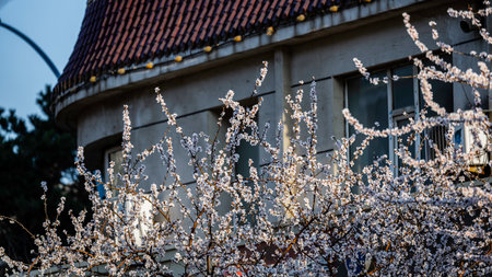 peach blossoms in front of the windowの写真素材