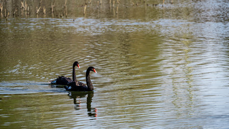 beautiful black swanの写真素材