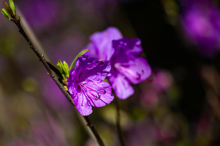 Rhododendron in bloomの写真素材