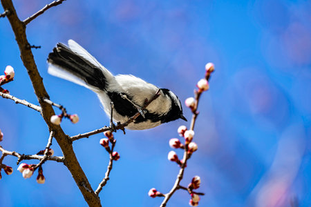 Great tit and apricot blossom branch in springの写真素材
