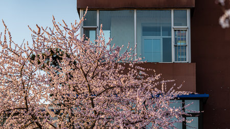 peach blossoms in front of the windowの写真素材