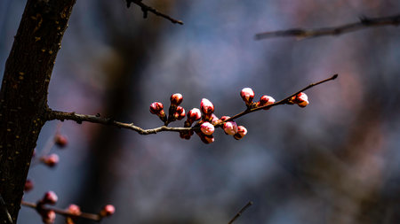 budding almond blossomsの写真素材
