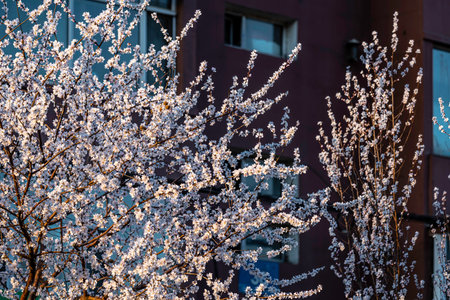 peach blossoms in front of the windowの写真素材