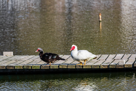 red faced duckの写真素材