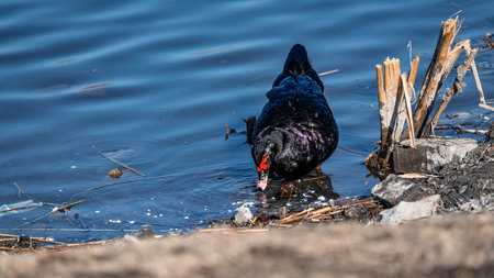 red faced duckの写真素材