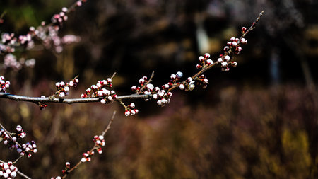 budding almond blossomsの写真素材