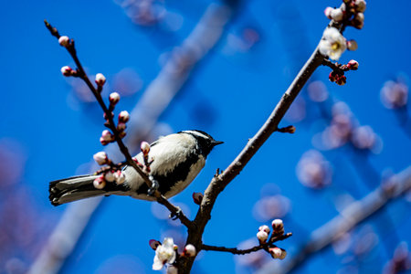 Great tit and apricot blossom branch in springの写真素材