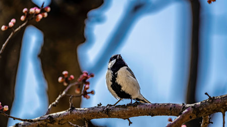 Great tit and apricot blossom branch in springの写真素材