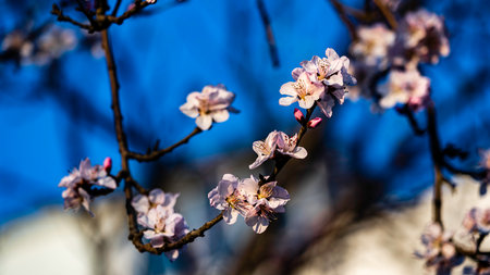 blooming peach blossomの写真素材