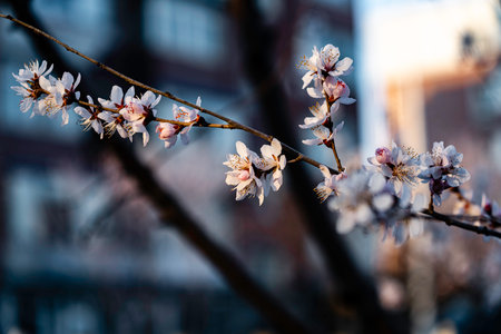 blooming peach blossomの写真素材