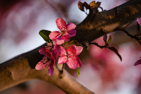 blooming crabapple flowersの写真素材