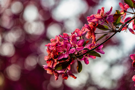 blooming crabapple flowersの写真素材