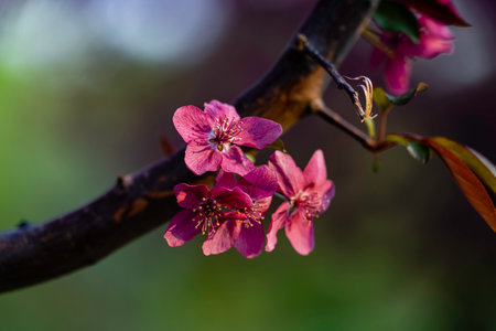 blooming crabapple flowersの写真素材