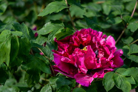 blooming peoniesの写真素材