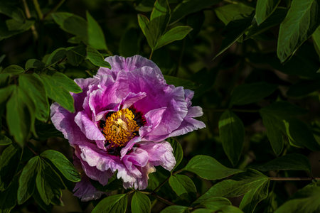 blooming peoniesの写真素材