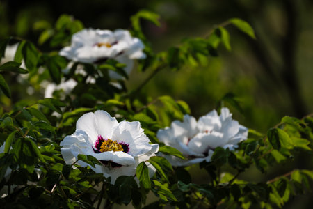 blooming peoniesの写真素材