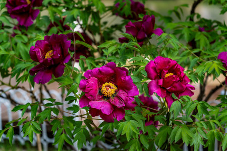 blooming peoniesの写真素材