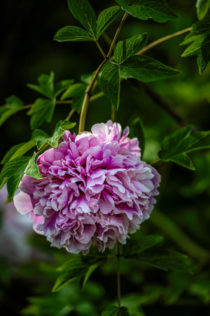 blooming peoniesの写真素材