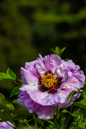blooming peoniesの写真素材