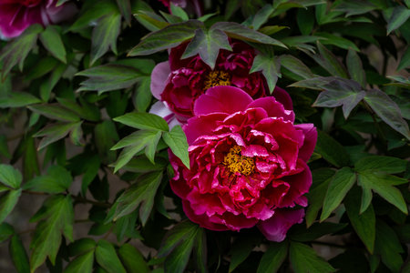 blooming peoniesの写真素材
