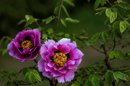 blooming peoniesの写真素材