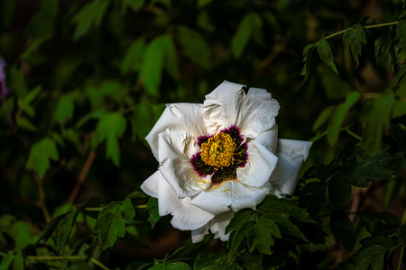 blooming peoniesの写真素材